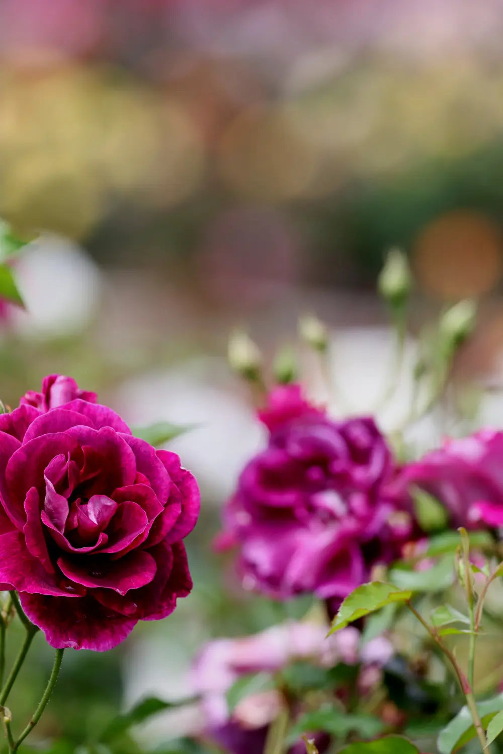 Rose Geranium Coconut Milk Bath Salts | Large Bottle Blooming Wild Botanicals